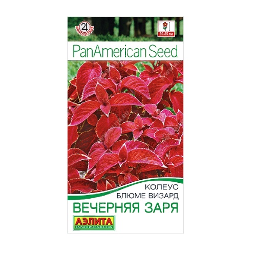 Колеус Блюме Визард Вечерняя заря 5шт_10