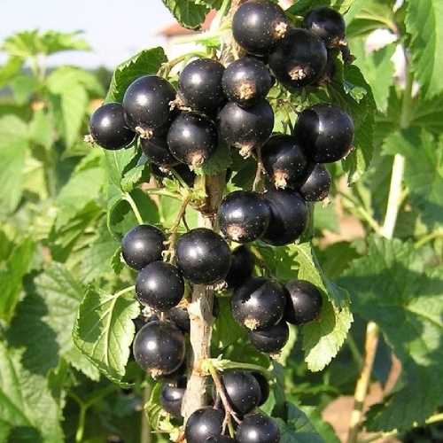 Смородина черная Венера 1шт.