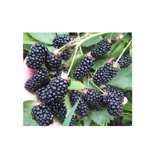 Ежевика Блэк Мэджик ремонтантная1шт