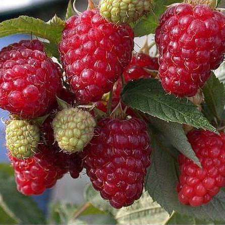 Малина Августовское Чудо ремонтантная 1шт.