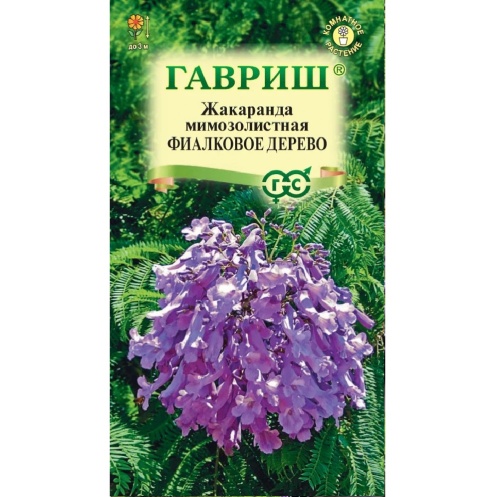 Жакаранда мимозолистная Фиалковое дерево  3шт_10
