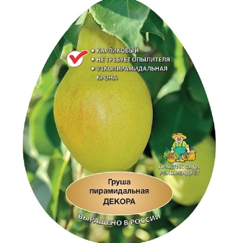Груша Декора (пирамидальная) (подвой айва) (в сетке) 1шт
