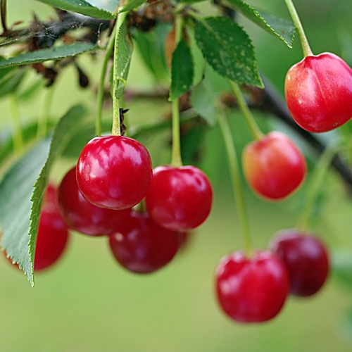 Вишня Багряная (в сетке) 1шт