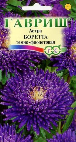 Астра Боретта темно-фиолетовая  0_3гр_10