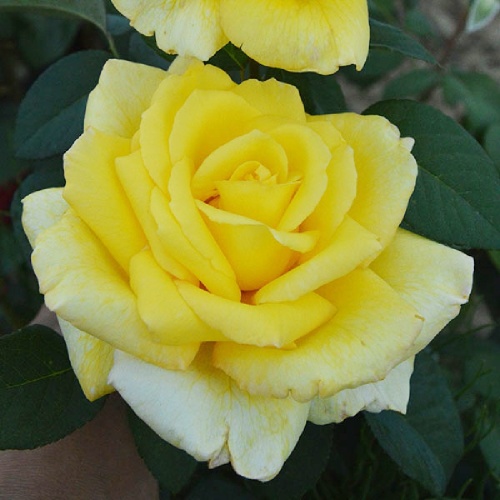 Роза Николас Халот флорибунда 1шт._Nicolas Hulot_1_10