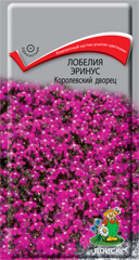 Лобелия эринус Королевский дворец  0_1гр_10