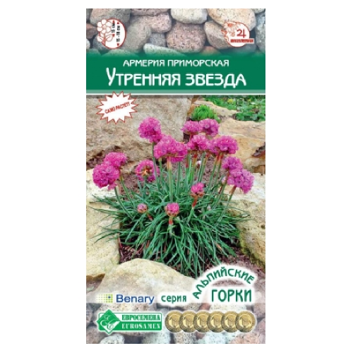 Армерия приморская Утренняя звезда 5шт _10