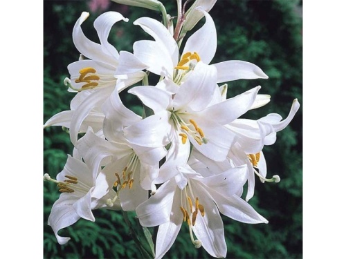 BELI-KRIN-1-biljka_slika_XL_97890241