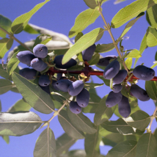 Жимолость Герда съедобная 1шт