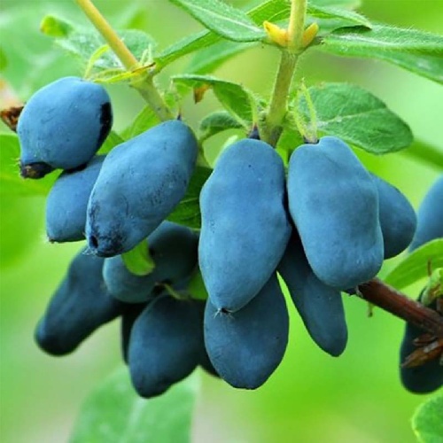 Жимолость Восторг съедобная 1шт _1