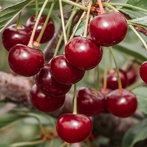Вишня Нортстар (подвой вишня Магалебская) (в сетке) 1шт