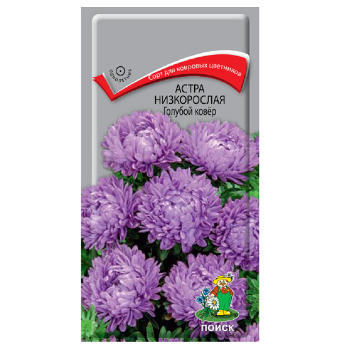 Астра низкорослая Голубой ковер  0_2гр_10