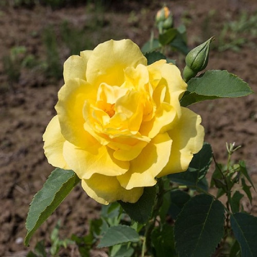 Роза Голден Гейт плетистая 1шт. _Golden Gate_1_10