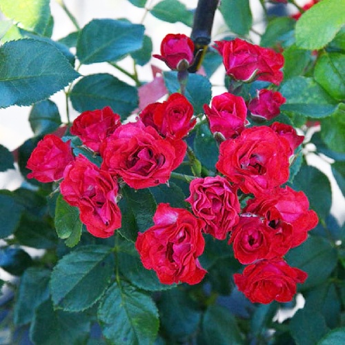 Роза Скарлет почвопокровная 1шт._Scarlet_1_10