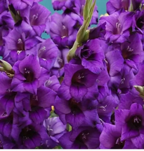 Снимок экрана 2026-01-16 171545