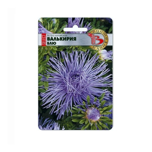 Астра Валькирия селект Блю  30шт_5
