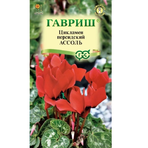 Цикламен Ассоль персидский 3шт  _10