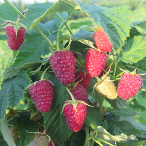 Малина Карамелька ремонтантная 1 шт