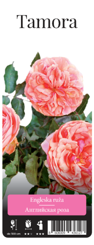 Роза Тамора английская 1шт _Tamora_1_10