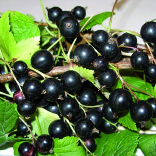 Смородина черная Ядреная 1шт