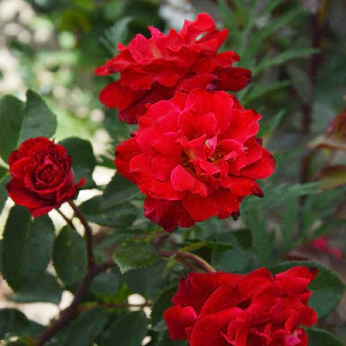 Роза Фонтейн грандифлора 1шт. _Fontaine_20