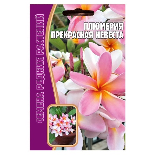 Плюмерия Прекрасная Невеста  3шт_10