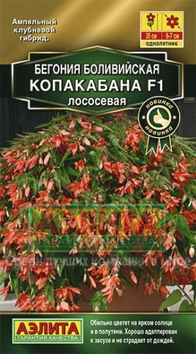 Бегония Копакабана F1 лососевая  5шт_10