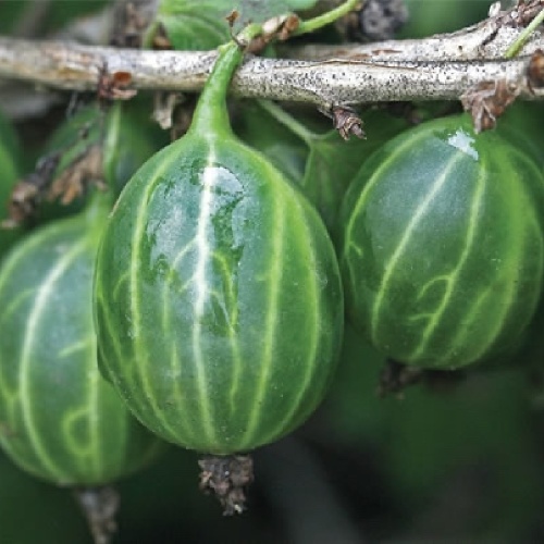 Крыжовник Малахит 1шт С2