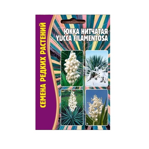 Юкка нитчатая  15шт_5