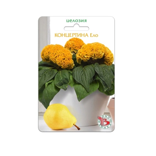 Целозия Концертина Ело горшечная  8шт_5_10