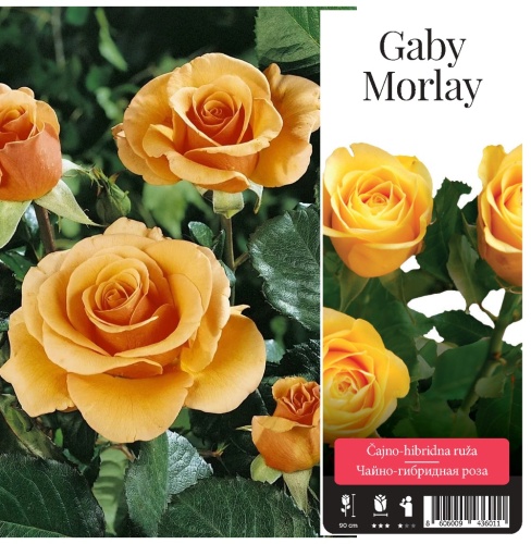 Роза Габи Морли чайно-гибридная 1шт_1_10
