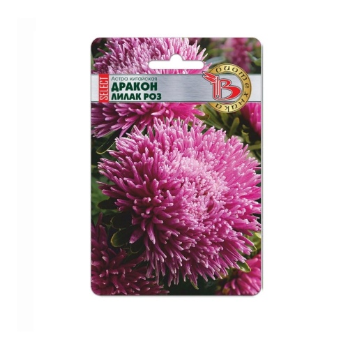 Астра Дракон селект Лилак Роуз  30шт_5