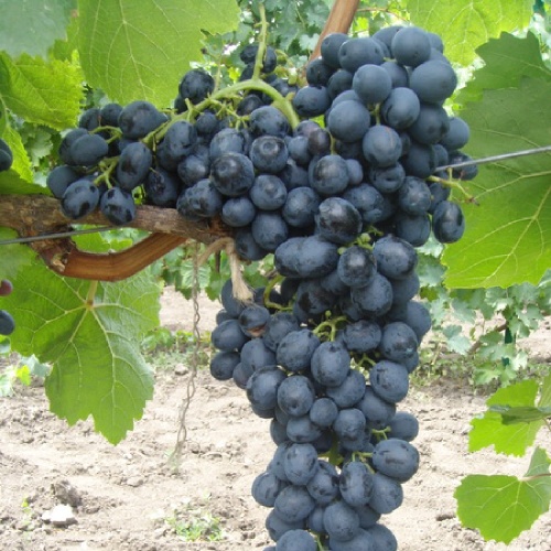 Виноград Аттика плодовый 1шт