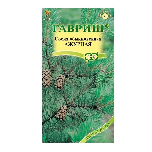 Сосна обыкновенная Ажурная  0_2гр_10