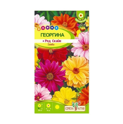 Георгина Ред Скайн  0_2гр_10