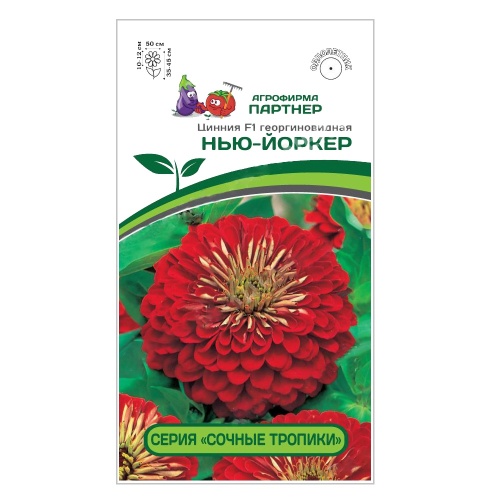 Цинния Нью-Йоркер  4шт_10