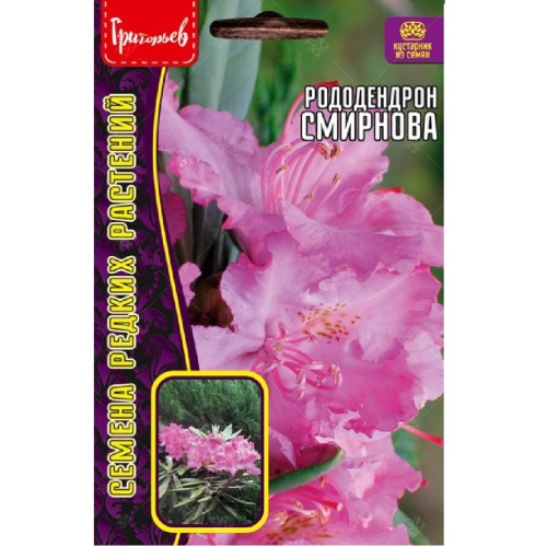 Рододендрон Смирнова 10шт_10