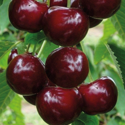 Вишня Игрушка (Дюк) (подвой вишня Магалебская) (в сетке) 1шт