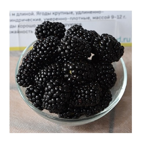 Ежевика Натчез 1шт _1