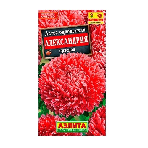 Астра Александрия красная  0_1гр_10