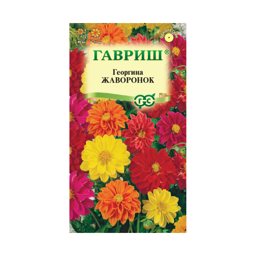 Георгина Жаворонок  0_3гр_10