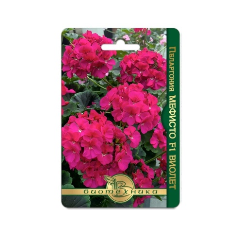 Пеларгония Мефисто F1 Виолет  5шт_5_10