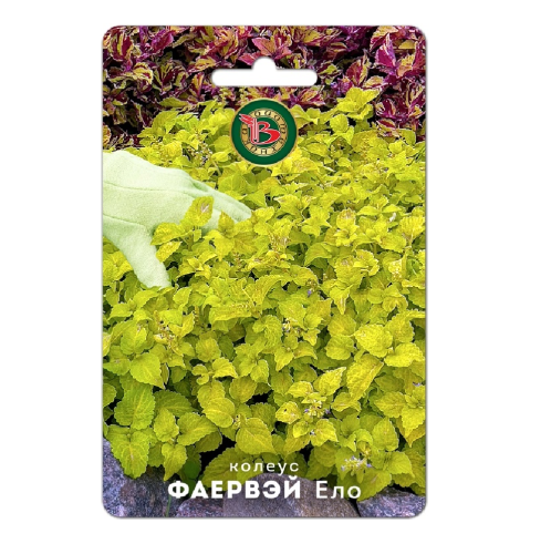 Колеус Файервей Ело 10шт_5_10