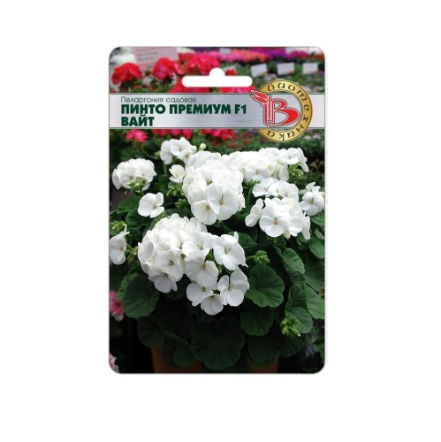 Пеларгония Пинто Премиум F1 Вайт садовая  5шт_5_10