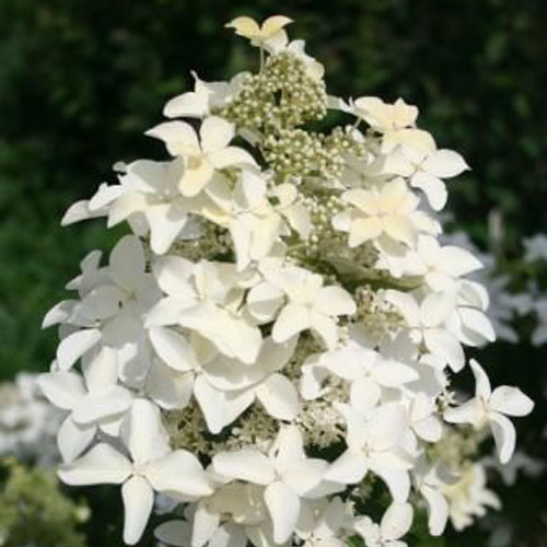 Гортензия метельчатая Мэджикал Старлайт 1шт.