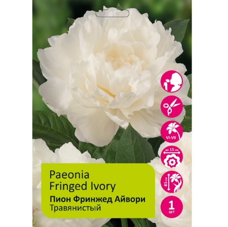 Пион Фринжед Айвори 1шт _Paeonia Fringed Ivory