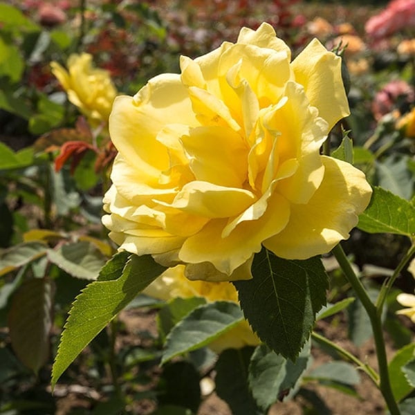 Роза Голден Гейт плетистая 1шт. _Golden Gate _20