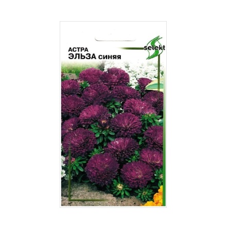 Астра Эльза синяя  45шт_10