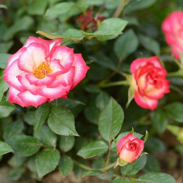 Роза Свит Симфони миниатюрная 1шт_Sweet Symphony _20