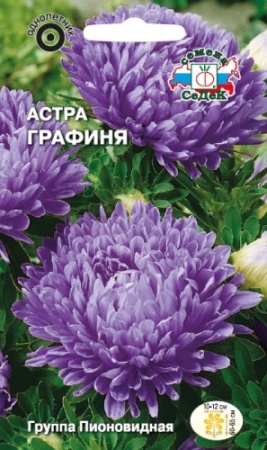 Астра Графиня  0_2гр_10